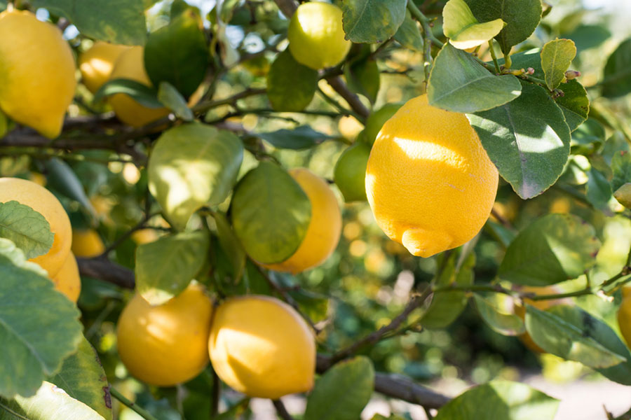 ー爽やかな香りが特徴の「レモン」