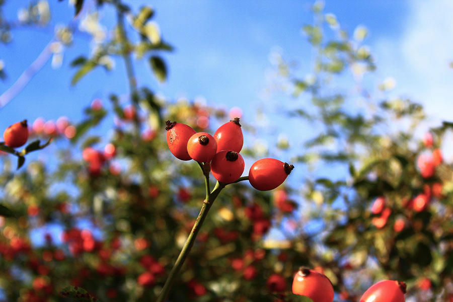 ローズヒップ