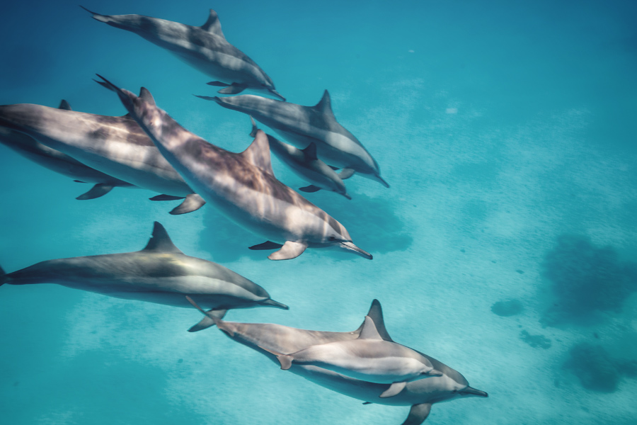 イルカは嗅覚が退化している